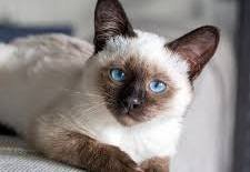 cat 3